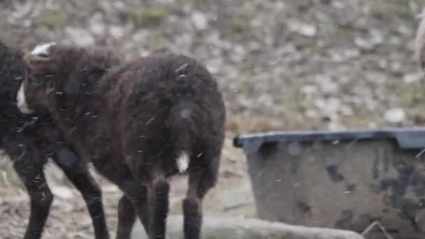 Cute Brown Lamb Outdoor Snowfall Nordic Domestic Animals Dolly 고품질 — 비디오
