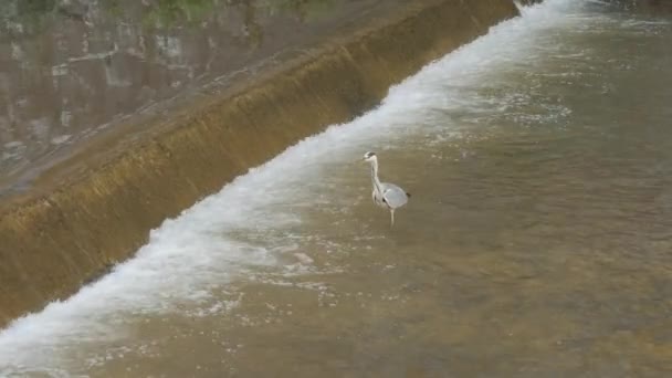 Garza Gris Río Miljacka Aislado Flujo Agua Sarajevo Bosnia Imágenes — Vídeos de Stock