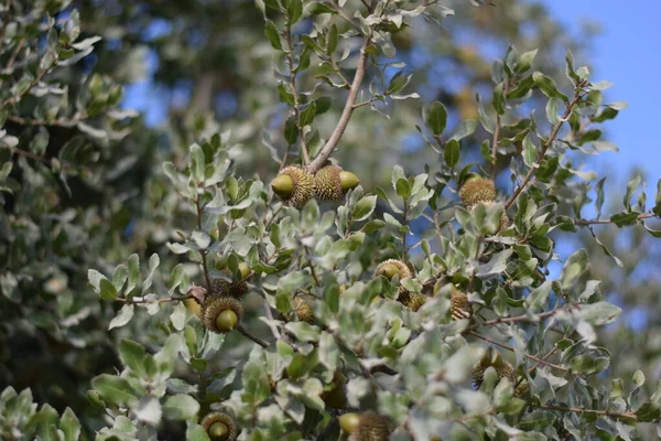 Unripe Acorns Thin Branches Young Oak — Stock Photo, Image