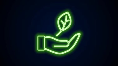 Parlayan neon çizgisi. El, siyah arkaplanda izole edilmiş bitki ikonunun bir yaprağını tutuyor. Doğayı koru. Yaprak, çevre korumasıyla çekiliyor. 4K Video hareketli grafik canlandırması