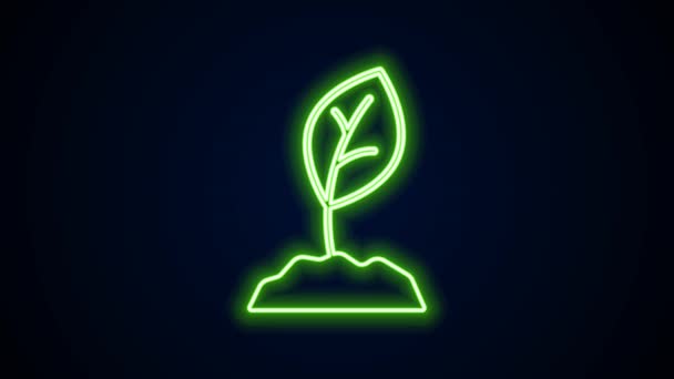 Icono de línea de neón brillante Sprout aislado sobre fondo negro. Semillas y plántulas. Firma de hojas. La naturaleza de la hoja. Animación gráfica de vídeo 4K — Vídeo de stock
