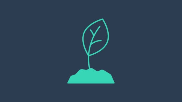 Иконка из бирюзового ростка на синем фоне. Семена и саженцы. Знак "листья". Листовая природа. Видеографическая анимация 4K — стоковое видео