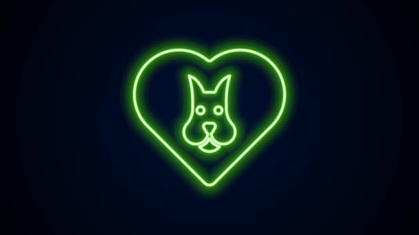 Linha de néon brilhante Coração com ícone de cão isolado no fundo preto. Pata de estimação no coração. Amor aos animais. Animação gráfica em movimento de vídeo 4K — Vídeo de Stock