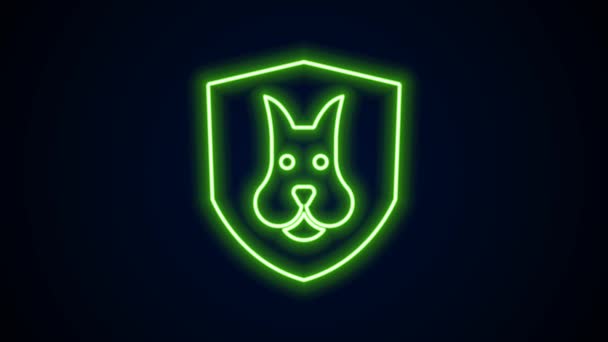 Glödande neon line Djursjukförsäkring ikon isolerad på svart bakgrund. Djurskyddskoncept. Hund- eller katttassavtryck. 4K Video motion grafisk animation — Stockvideo