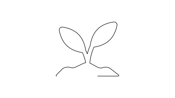 Schwarze Linie Sprout Symbol Isoliert Auf Weißem Hintergrund Samen Und — Stockvideo