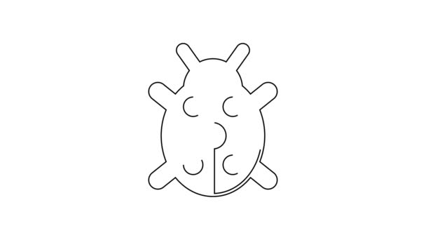 Black Line Ladybug Icon Isolated White Background Video Motion Graphic — Stock Video