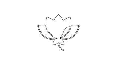 Siyah çizgili Lotus çiçeği ikonu beyaz arkaplanda izole edilmiş. 4K Video hareketli grafik canlandırması.