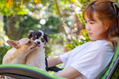 Katlanabilir sandalyede iki Chihuahua köpeğiyle oturan mutlu Asyalı kadın..