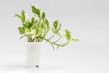 Epipremnum aureum (Araceae ailesi) bitkisi beyaz arka planda izole edilmiş beyaz tencerede, ev bitkileri, bitki temizleyici hava.
