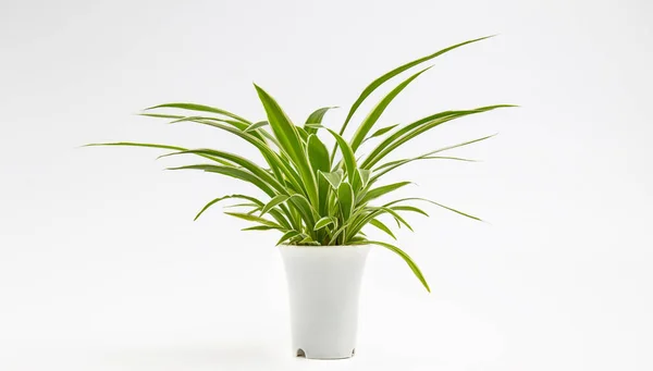 Chlorophytum Comosum Weißen Pflanzentopf Isoliert Auf Weißem Hintergrund Zimmerpflanze Minimalistisch — Stockfoto
