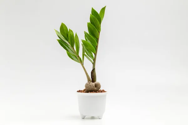 Zamioculcas Zamiifolia Weißen Pflanzentopf Für Frische Luft Isoliert Auf Weißem — Stockfoto