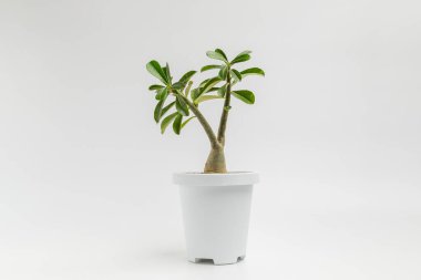 Beyaz arka planda izole edilmiş beyaz tencerede bulunan Adenyum veya çöl gülü çiçeği.