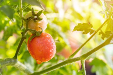 Domates çiftliğinde yetişen olgun kırmızı domateslerin yakın çekimi..