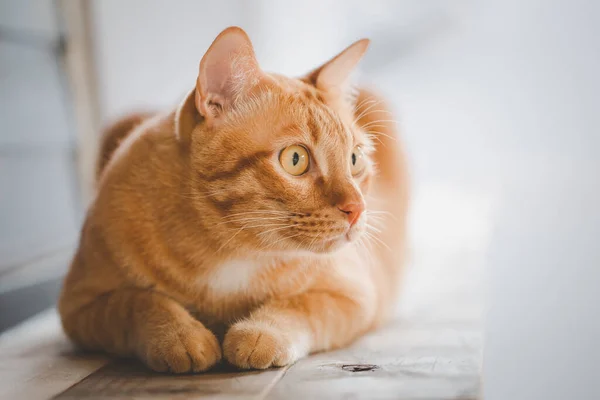Рыжий Кот Оранжевый Кот Выглядывающий Окно Лежащий Деревянном Столе — стоковое фото
