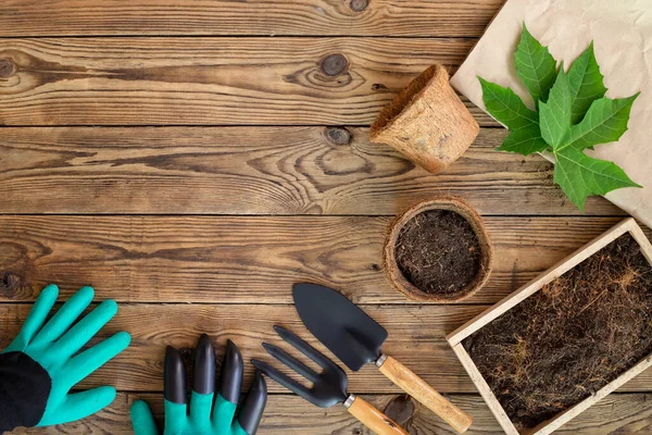 Bahçe aletleri, kazı eldivenleri, hindistan cevizi fiber kapları ve ahşap masada toprak. Kapalı alandaki saksı bitkilerinin yetiştirilmesi ve bakımı. Bitkiyi tencereye geri koyuyor..