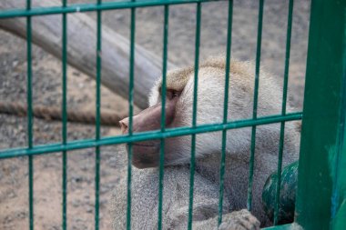 Hayvanat bahçesindeki kafeslerde üzgün maymun