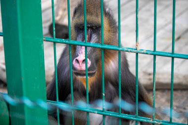 Hayvanat bahçesindeki kafeslerde üzgün maymun