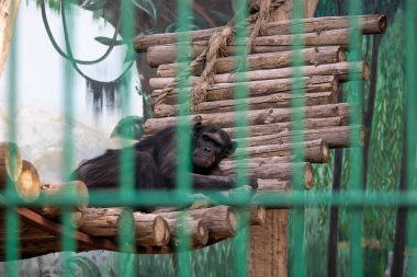 Hayvanat bahçesindeki kafeslerde üzgün maymun