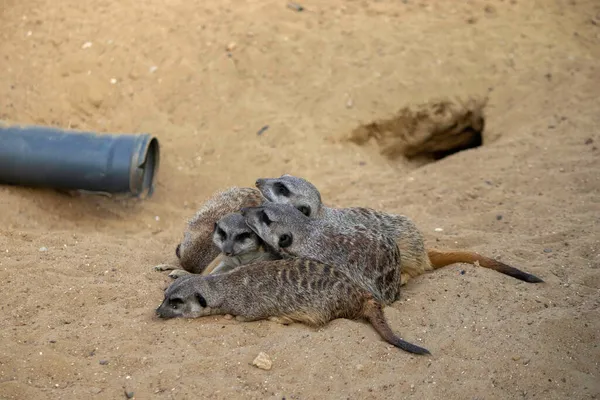 Meerkats Sleep Side Side Warm Each Other Sand — Stock Photo, Image
