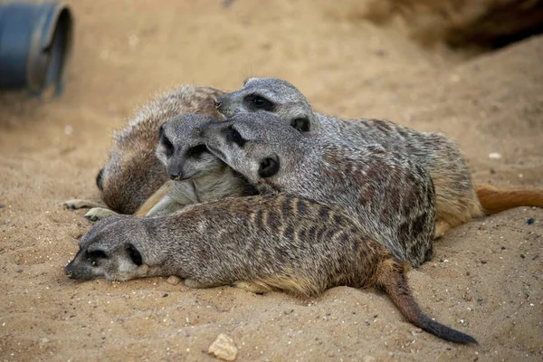 Meerkats Sover Sida Vid Sida Och Värmer Varandra Sanden — Stockfoto