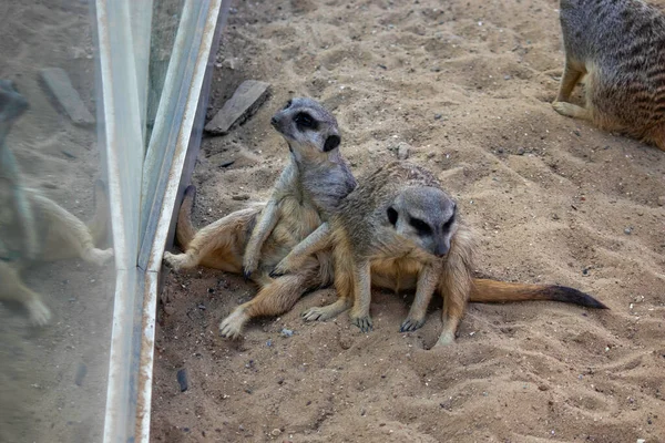 Suricates Assis Sur Sable Prélasser Soleil Reposer — Photo