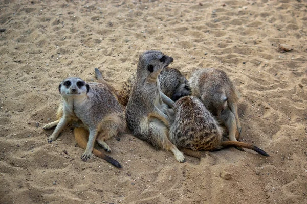 Meerkats坐在沙滩上晒太阳休息 — 图库照片