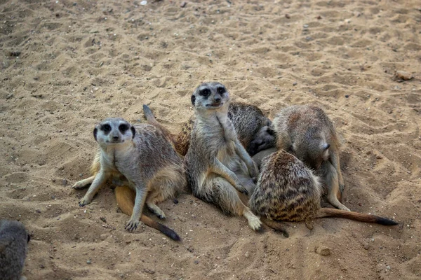 Meerkats Sit Sand Bask Sun Rest — Stock Photo, Image