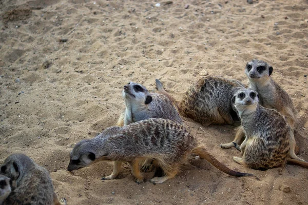 Meerkats Sentam Areia Bask Sol Descansam — Fotografia de Stock