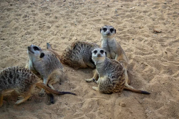 Meerkats坐在沙滩上晒太阳休息 — 图库照片