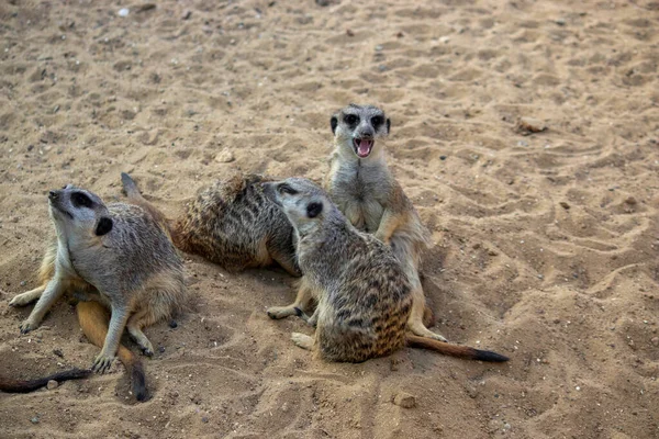 Meerkats坐在沙滩上晒太阳休息 — 图库照片