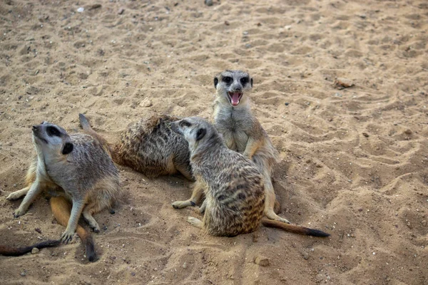 Meerkats坐在沙滩上晒太阳休息 — 图库照片