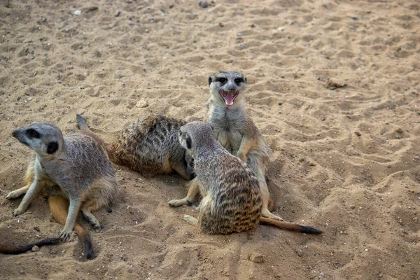 Meerkats Sentam Areia Bask Sol Descansam — Fotografia de Stock