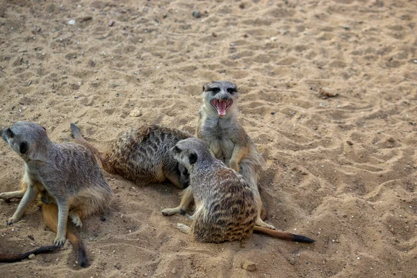 Suricates Assis Sur Sable Prélasser Soleil Reposer — Photo