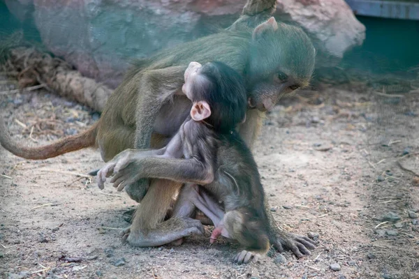 Małpa Jej Młode Bawią Się Ptaszarni — Zdjęcie stockowe