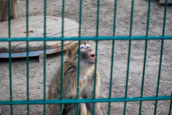 обезьяна грустит в клетках зоопарка