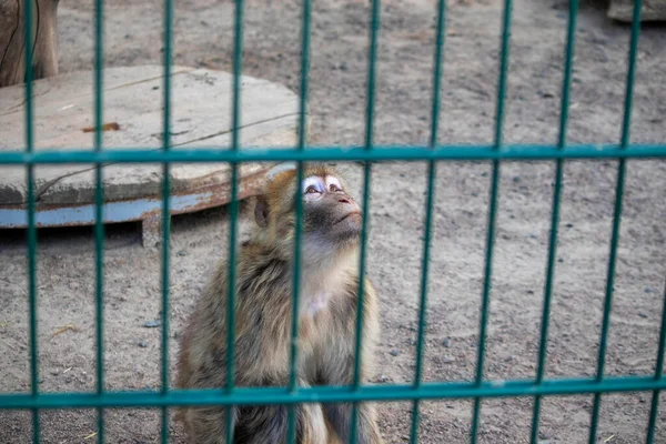 monkey sad in cages in the zoo