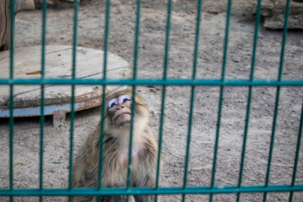 원숭이 동물원의 우리에서 슬퍼하는 — 스톡 사진