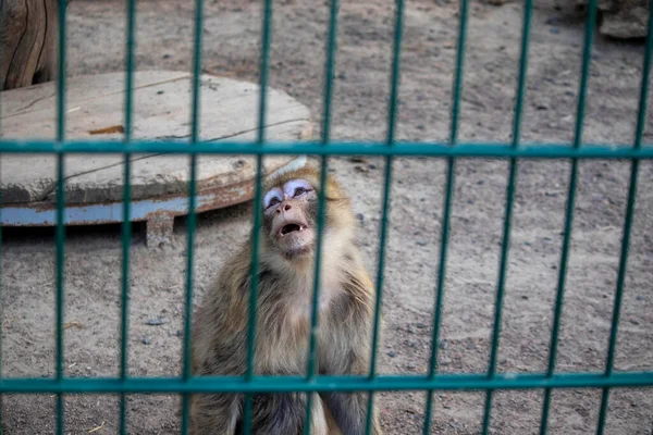 動物園の檻の中の猿は悲しい — ストック写真