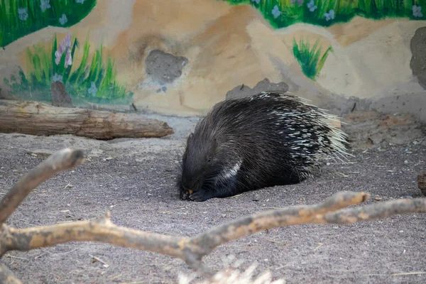 Roztomilý Dikobraz Slunečný Den Voliéře Zoo — Stock fotografie