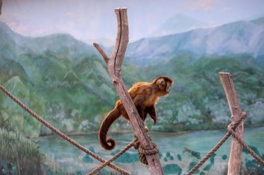 Güzel kırmızı maymun kuş kafesinde bir dalda oturuyor.