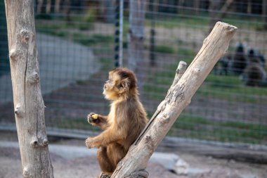 Güzel bir kırmızı maymun bir dala oturur ve kuşhanede bir şeyler yer.