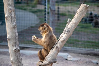 Güzel bir kırmızı maymun bir dala oturur ve kuşhanede bir şeyler yer.