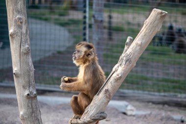 Güzel bir kırmızı maymun bir dala oturur ve kuşhanede bir şeyler yer.