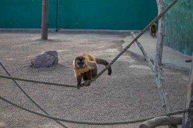 Şirin pofuduk maymun ipte yürüyor, hayvanat bahçelerinde kızıl maymun ip üzerinde oynuyor.