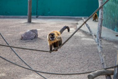 Şirin pofuduk maymun ipte yürüyor, hayvanat bahçelerinde kızıl maymun ip üzerinde oynuyor.