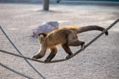 Şirin pofuduk maymun ipte yürüyor, hayvanat bahçelerinde kızıl maymun ip üzerinde oynuyor.