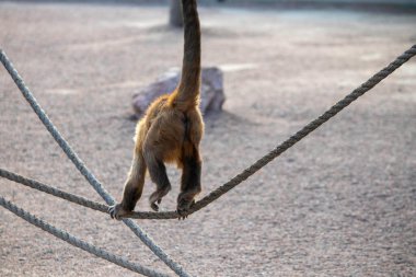 Şirin pofuduk maymun ipte yürüyor, hayvanat bahçelerinde kızıl maymun ip üzerinde oynuyor.