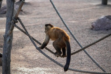 Şirin pofuduk maymun ipte yürüyor, hayvanat bahçelerinde kızıl maymun ip üzerinde oynuyor.