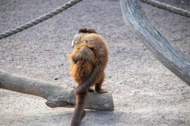 Yavrusu olan bir maymun hayvanat bahçesindeki kuşhaneden geçiyor.