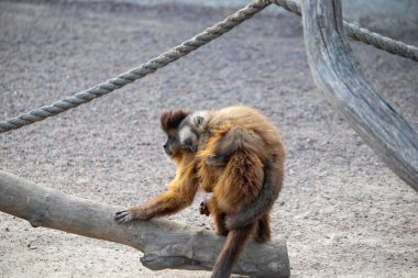 Yavrusu olan bir maymun hayvanat bahçesindeki kuşhaneden geçiyor.